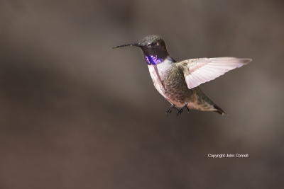 Archilochus-alexandri;Black-chinned-Hummingbird;Flying-Bird;Hummingbird;Photogra